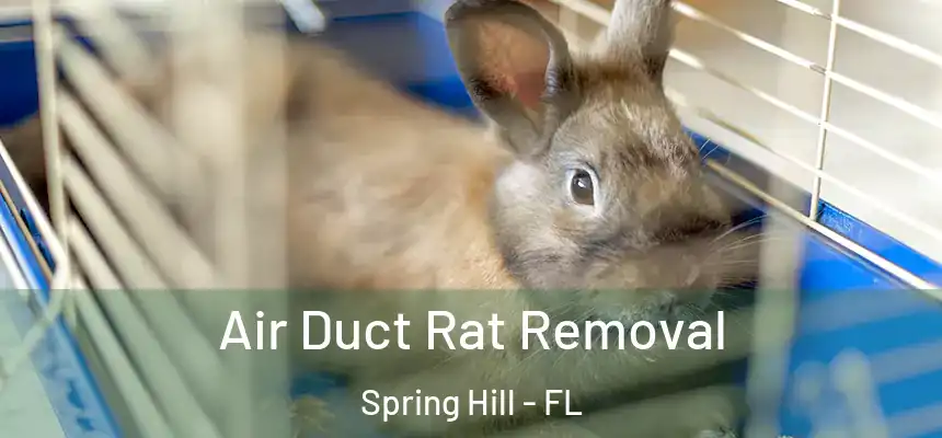 Air Duct Rat Removal Spring Hill - FL